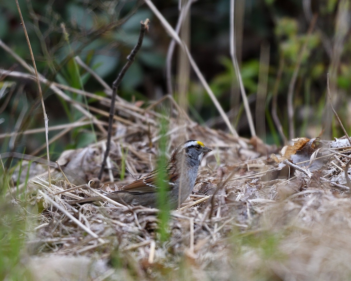 White-throated Sparrow - ML574920301