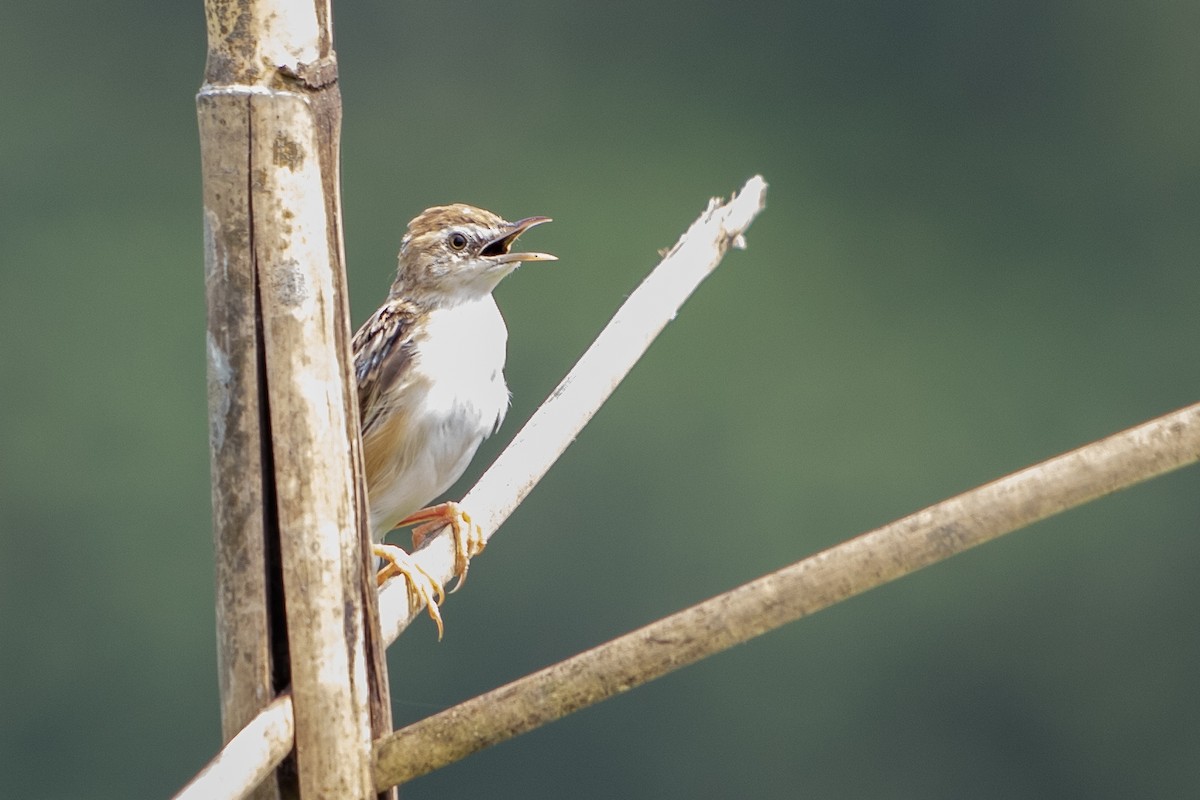 Zitting Cisticola - ML574920361