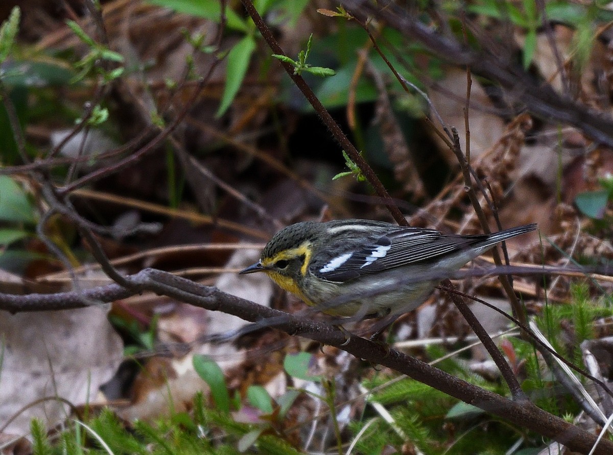Blackburnian Warbler - ML574920371