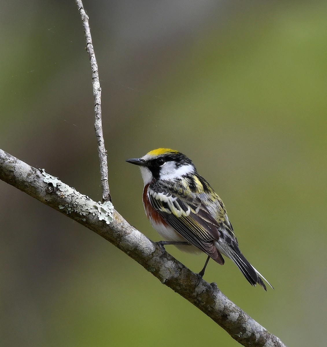 Chestnut-sided Warbler - ML574920421