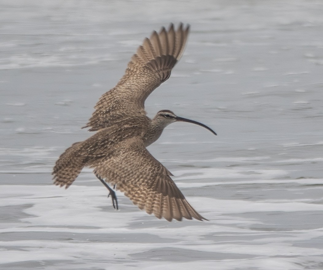 Regenbrachvogel (hudsonicus) - ML574920431