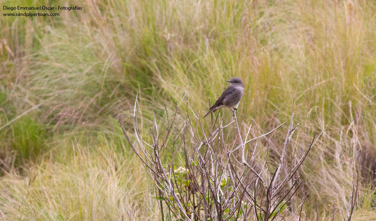 Rufous-webbed Bush-Tyrant - ML574920561