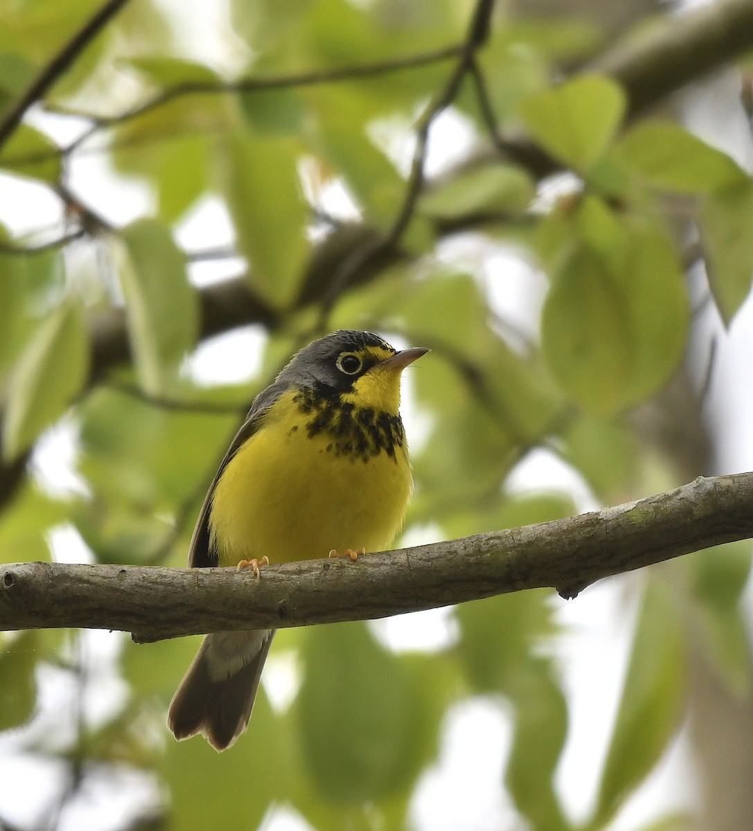 Canada Warbler - ML574920621