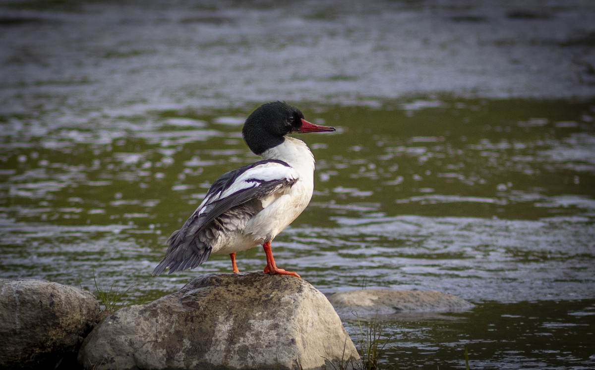 Common Merganser - ML574920651