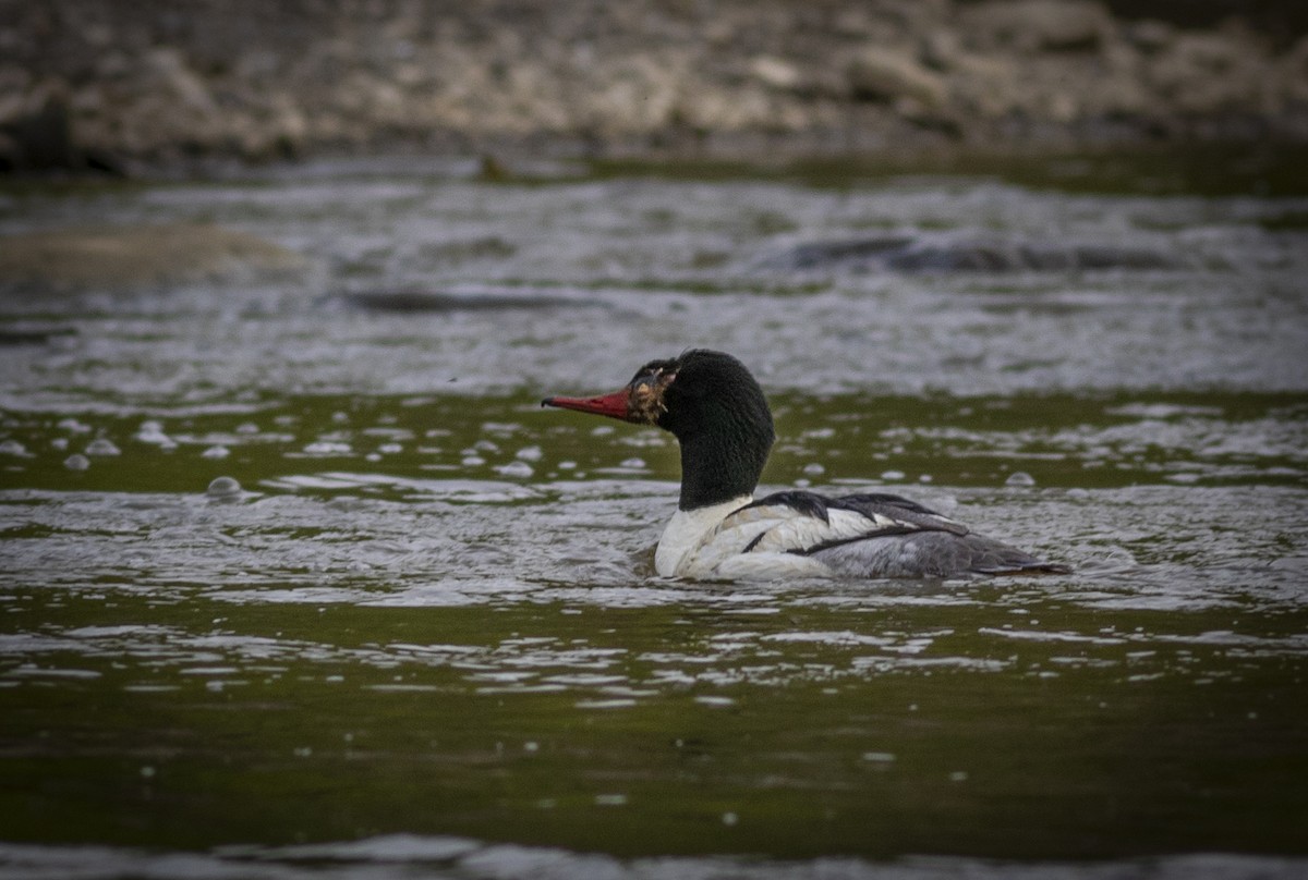 Common Merganser - ML574920661