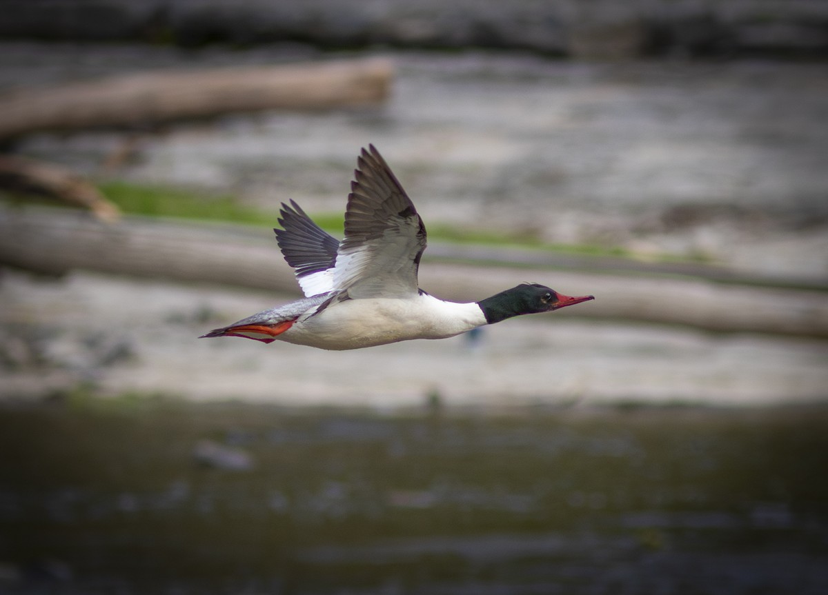 Common Merganser - ML574920671