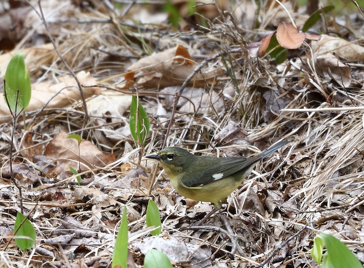 Black-throated Blue Warbler - ML574920791