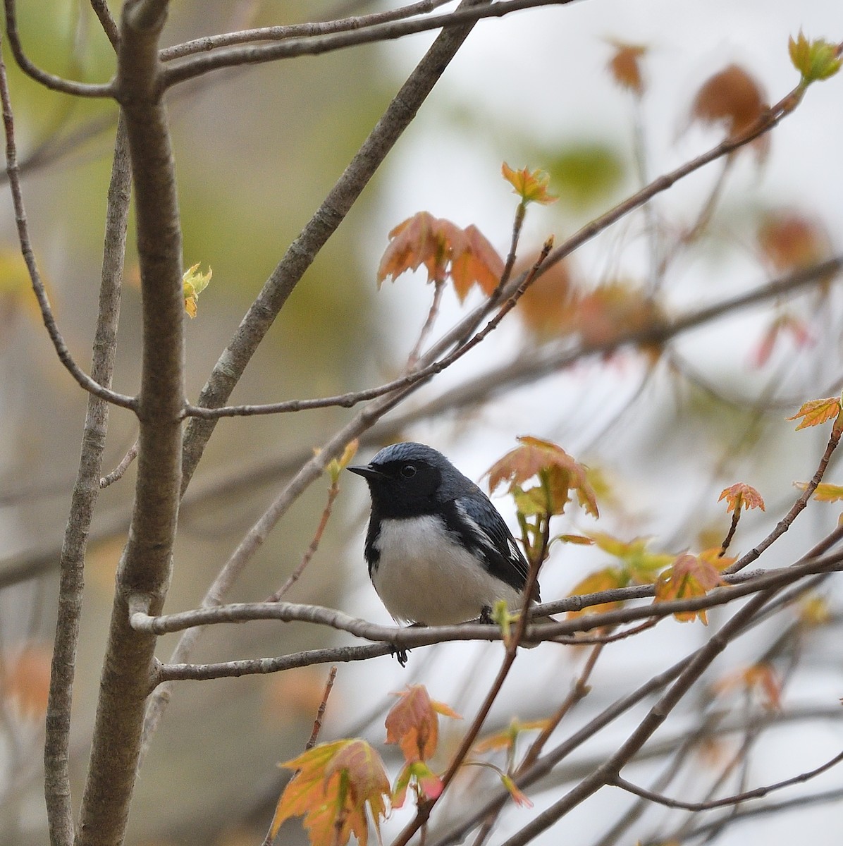 Black-throated Blue Warbler - ML574920801