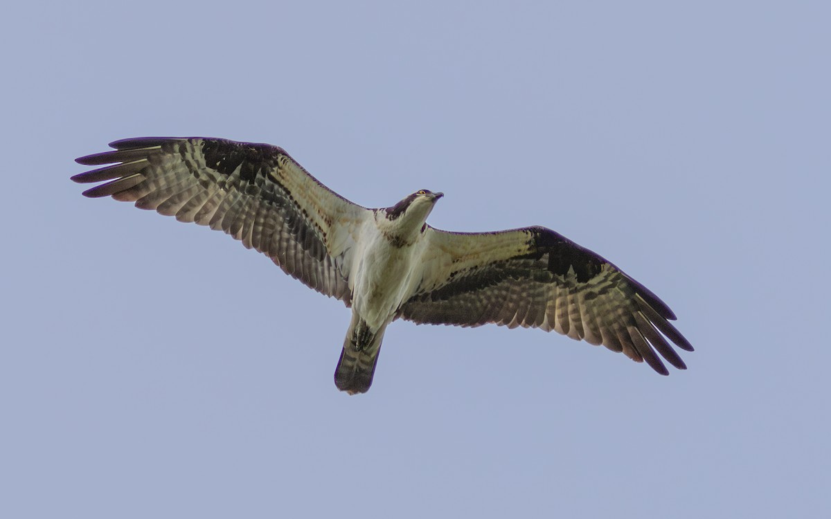 Osprey - ML574920861