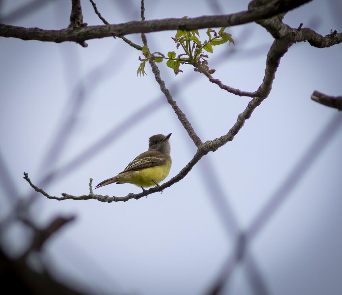 Great Crested Flycatcher - ML574920871
