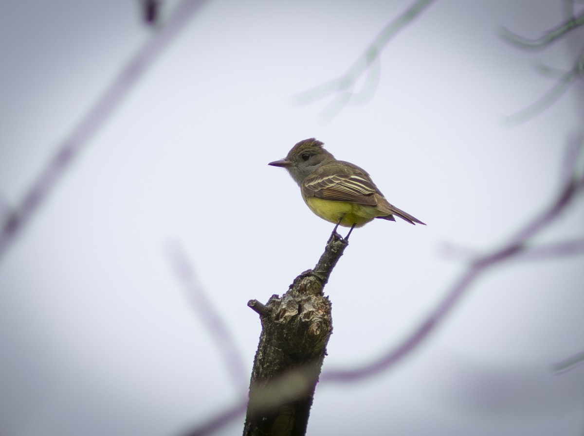 Great Crested Flycatcher - ML574920881