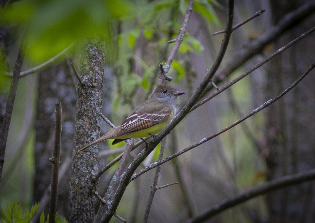 Great Crested Flycatcher - ML574920891