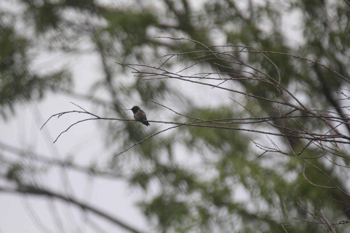 Black-chinned Hummingbird - ML574920901