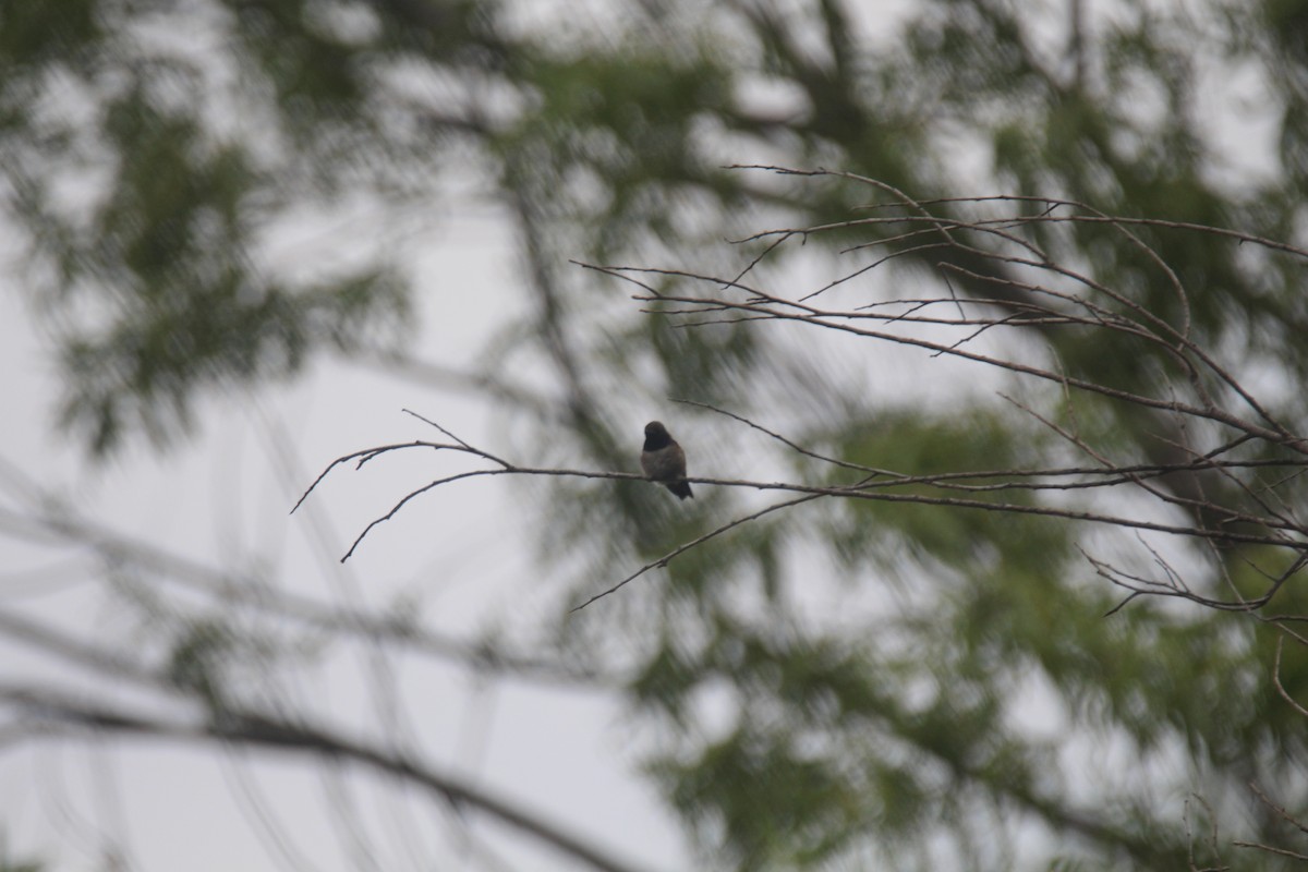 Black-chinned Hummingbird - ML574920911