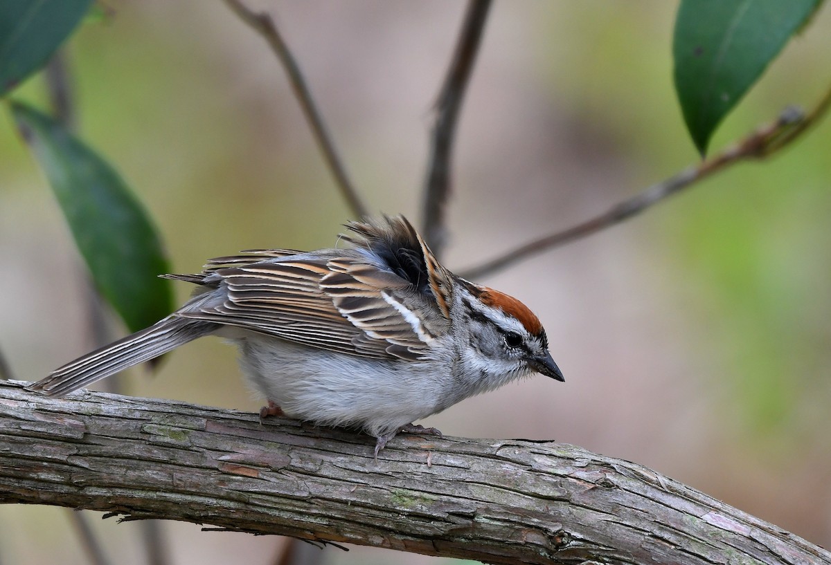Chipping Sparrow - ML574920951