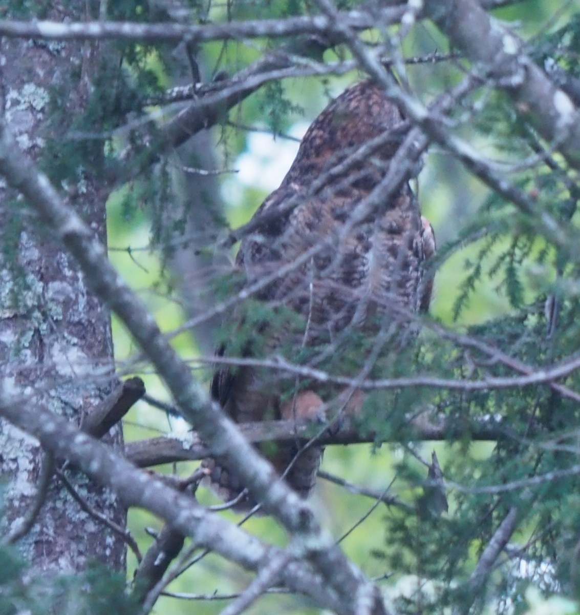 Great Horned Owl - ML574921051