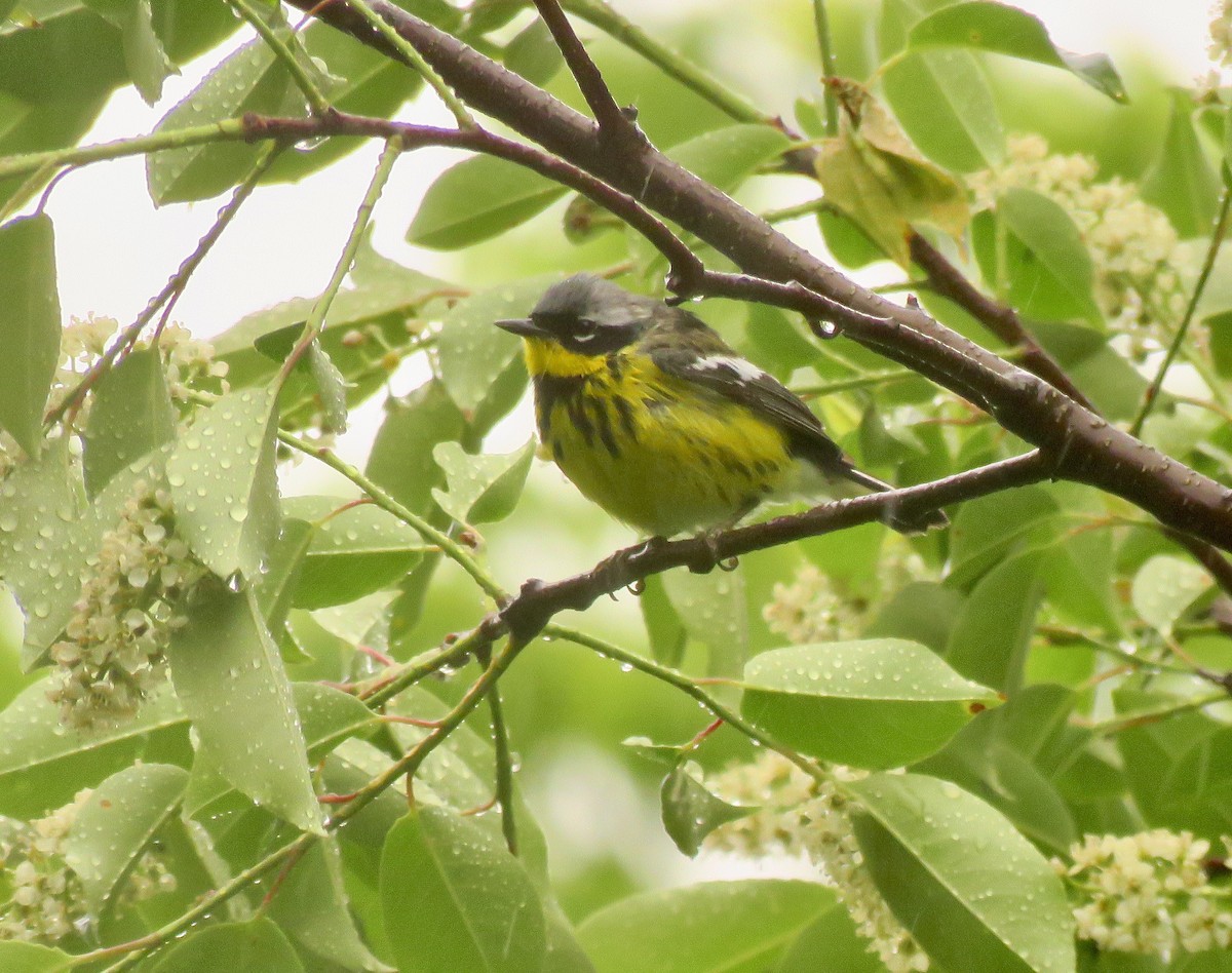 Magnolia Warbler - Randy Bumbury