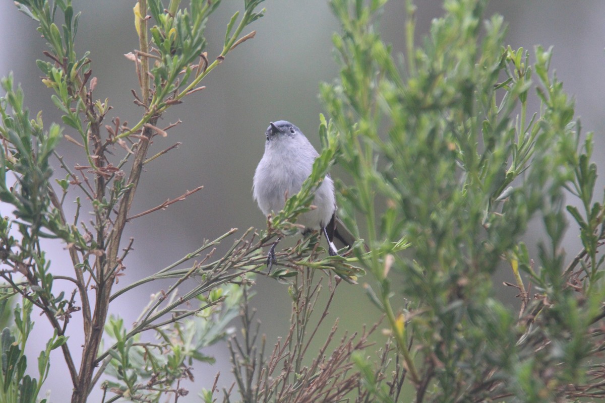 Blue-gray Gnatcatcher - ML574921191