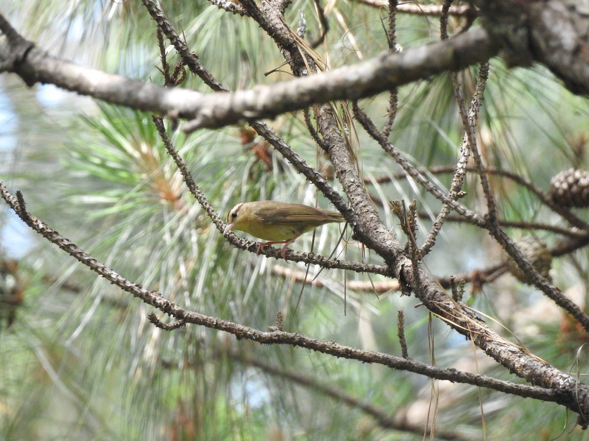 Worm-eating Warbler - ML574921581