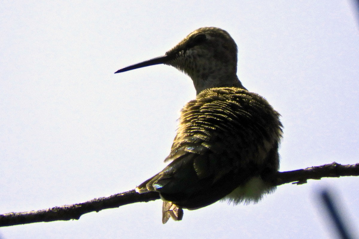 Anna's Hummingbird - ML57492171