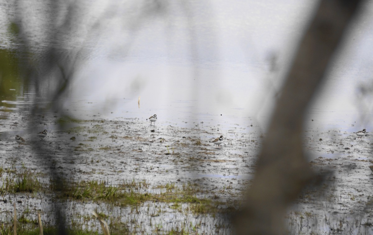 Semipalmated Plover - ML574922191