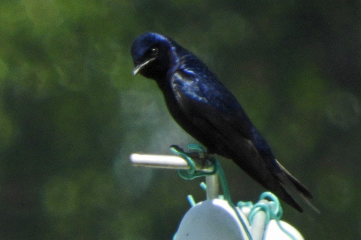 Purple Martin - Georgia Gerrior