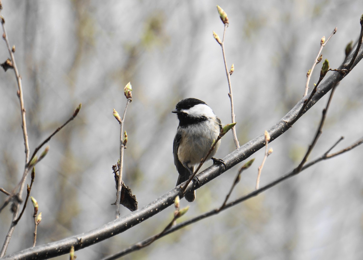 Black-capped Chickadee - ML574923511