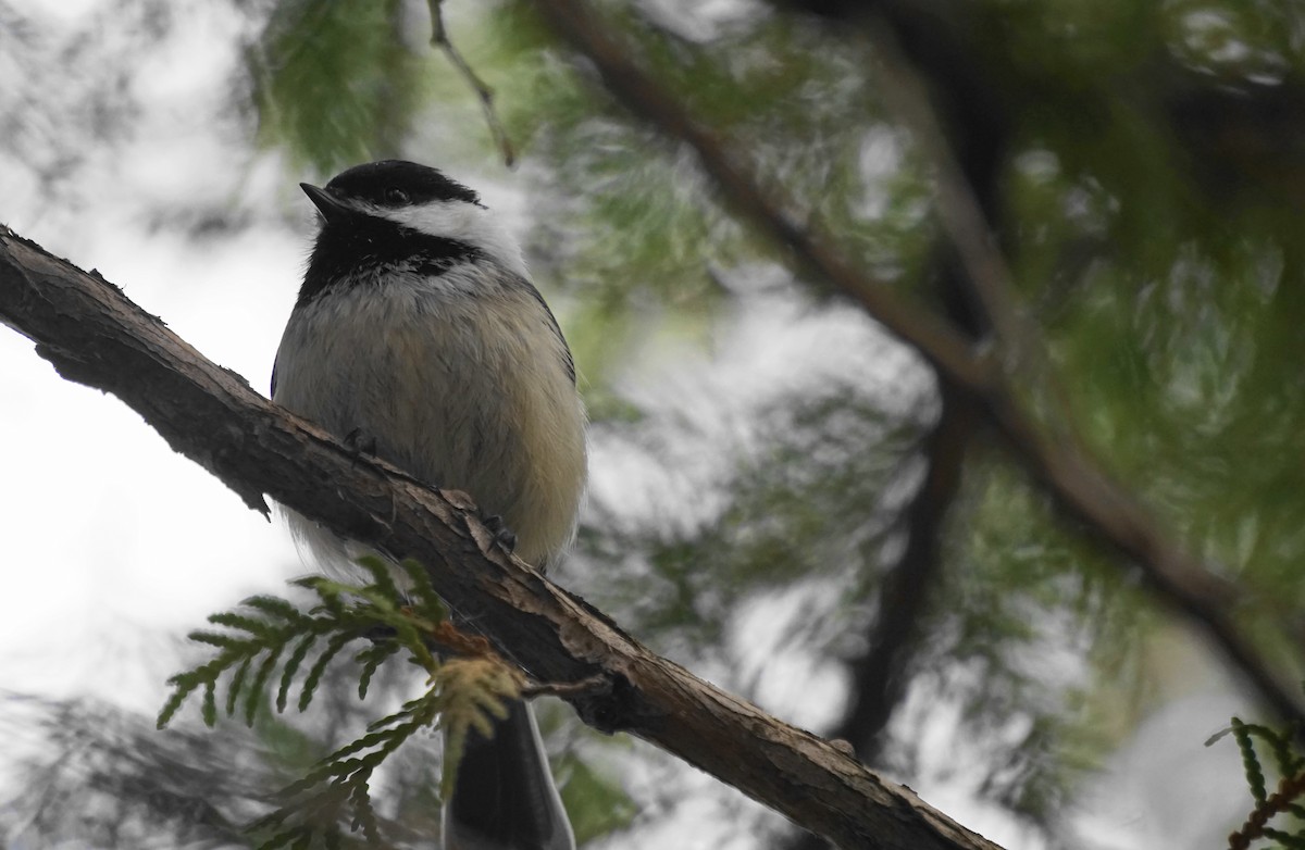 Black-capped Chickadee - ML574923521