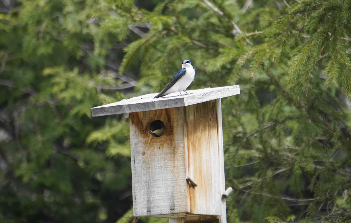 Tree Swallow - ML574923771