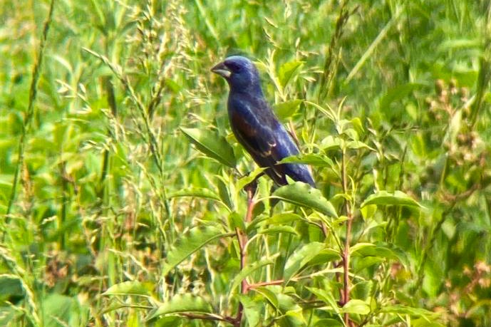 Blue Grosbeak - ML574925271