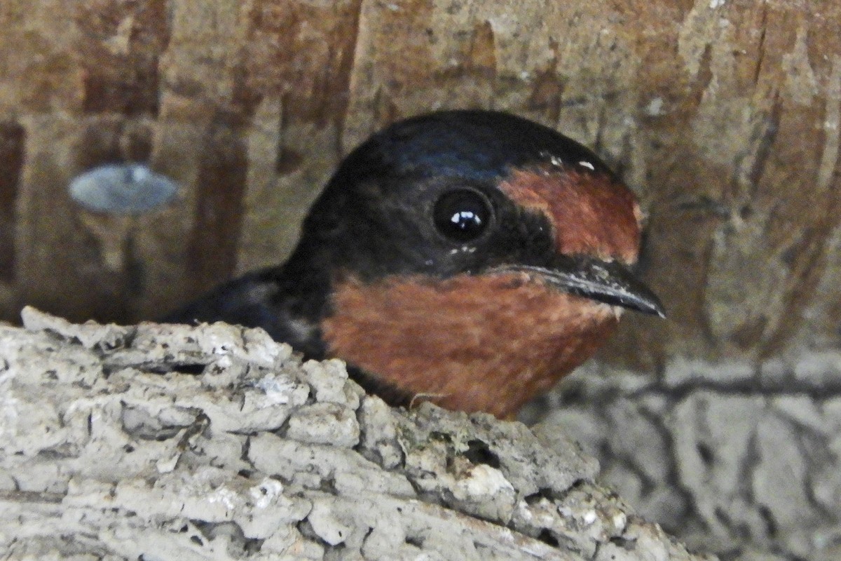 Barn Swallow - Georgia Gerrior