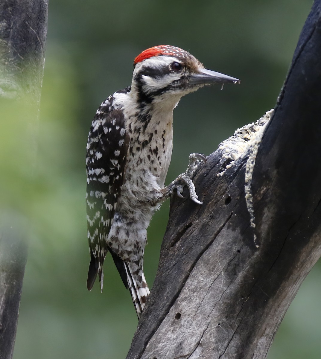 Ladder-backed Woodpecker - ML574926381