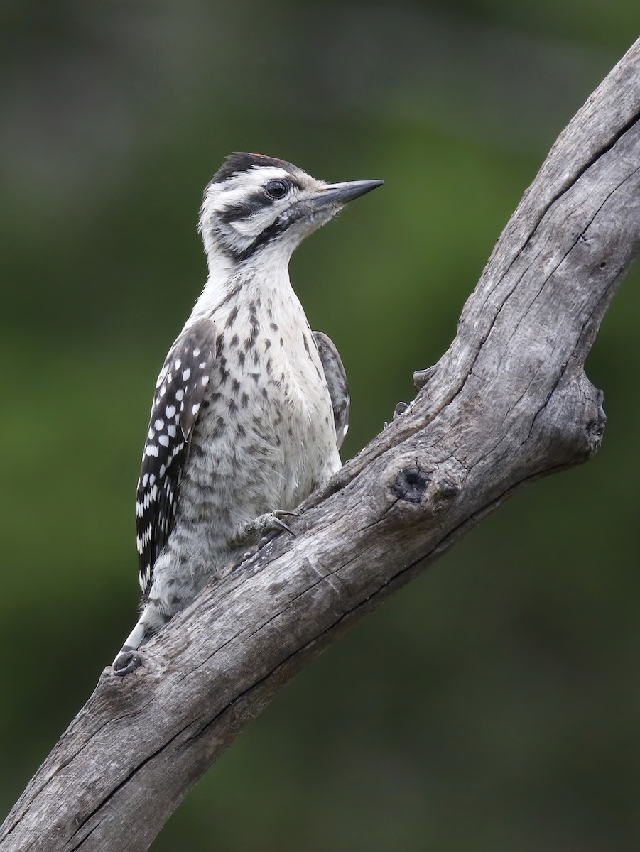 Ladder-backed Woodpecker - ML574926391