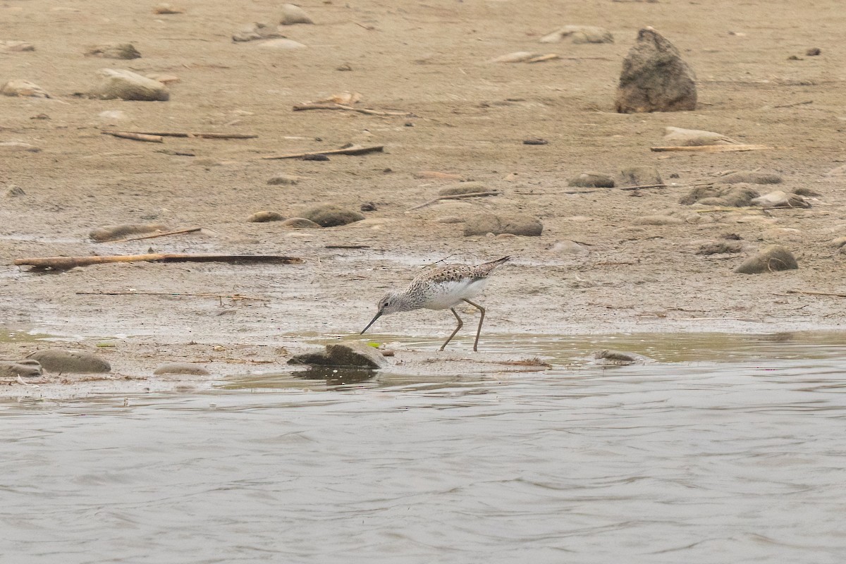 Marsh Sandpiper - ML574926401