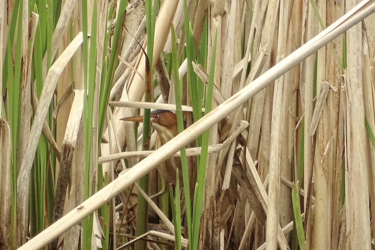 Least Bittern - ML574926511