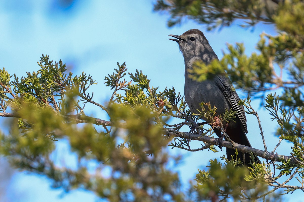 Gray Catbird - ML574927881