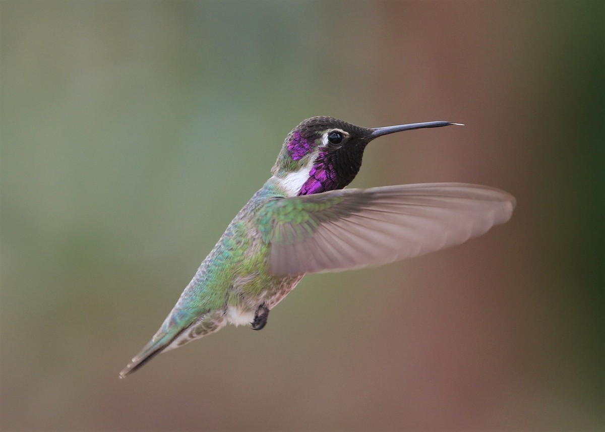 Costa's Hummingbird - Laura Ellis