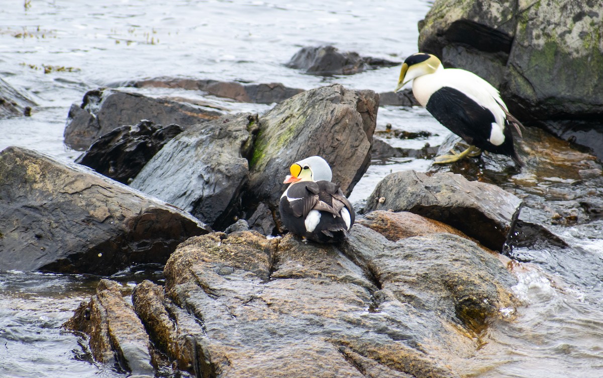 King Eider - ML574929101