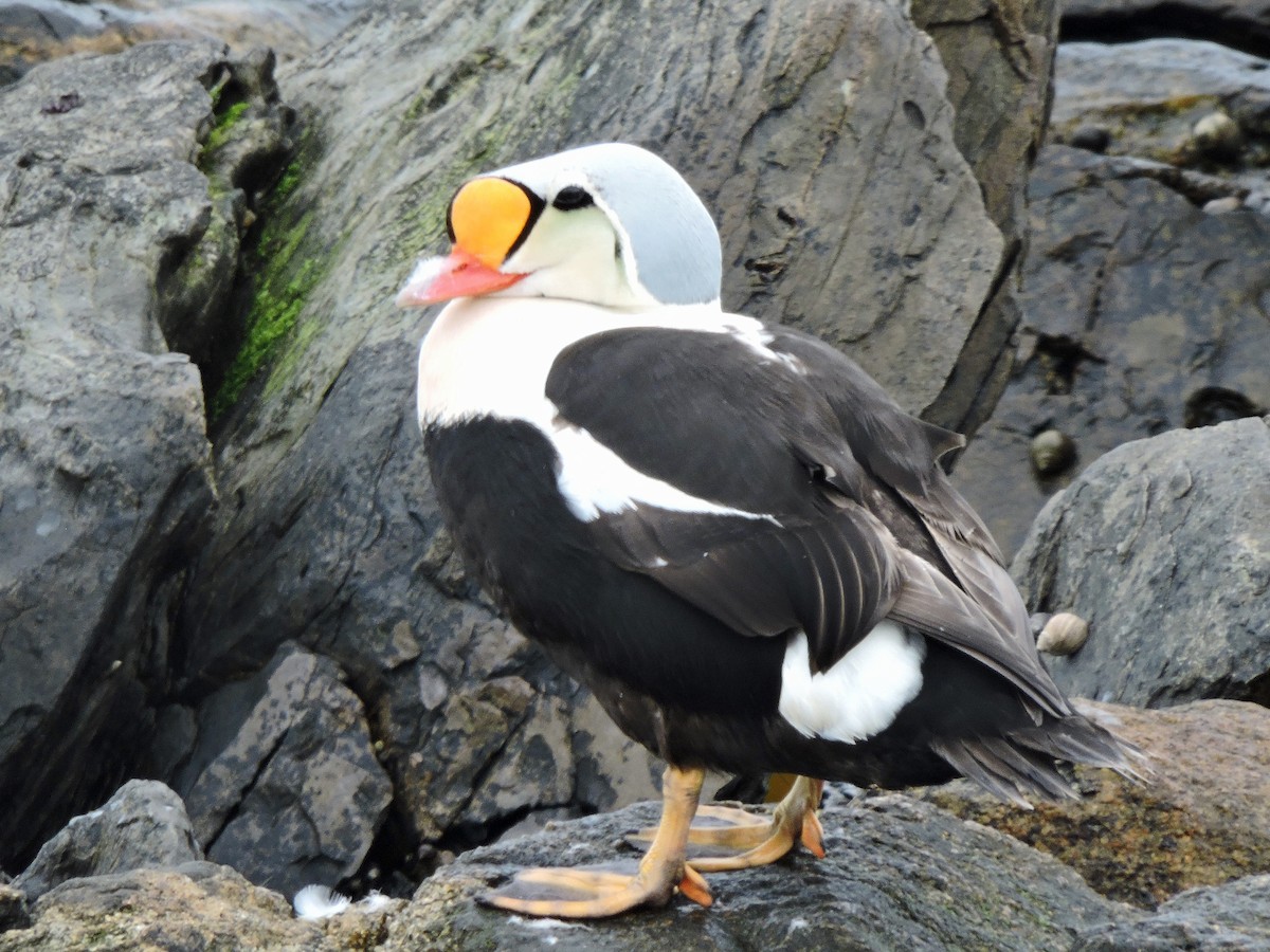 King Eider - ML574929141