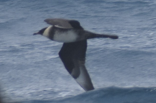 Pomarine Jaeger - Luke Foster