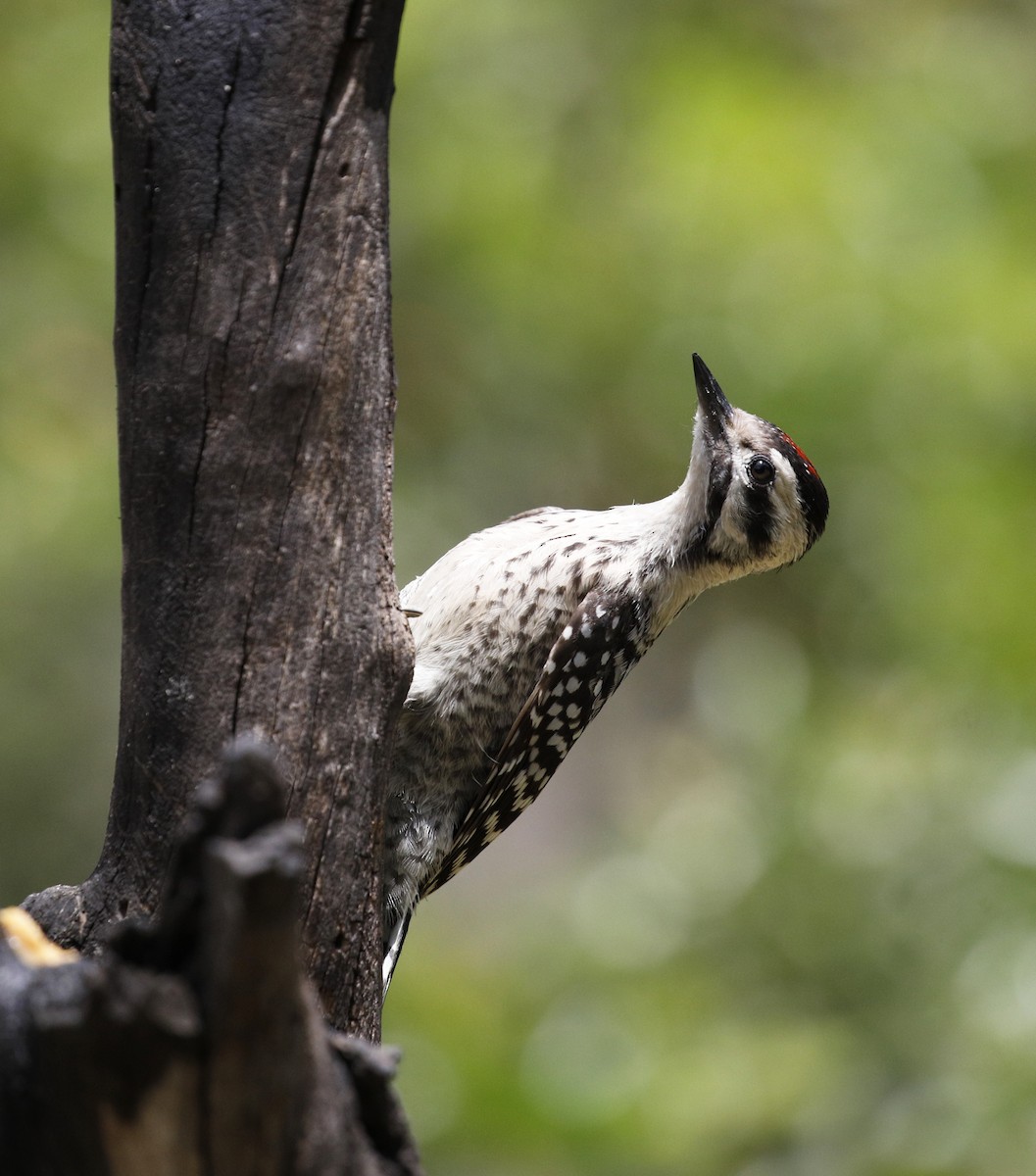 Ladder-backed Woodpecker - ML574930471