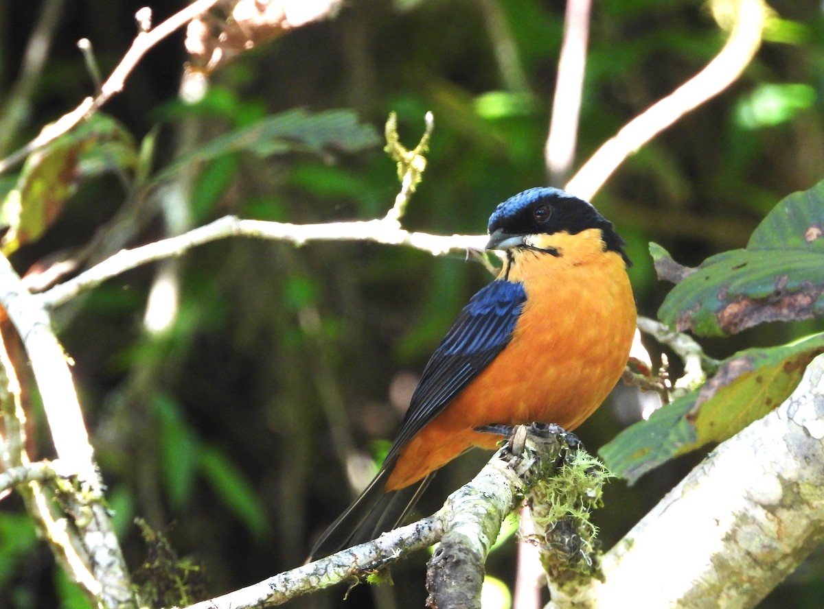 Chestnut-bellied Mountain Tanager - ML574930511