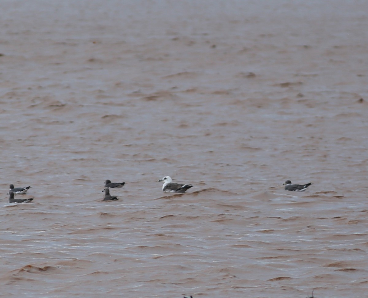 Lesser Black-backed Gull - ML574930701