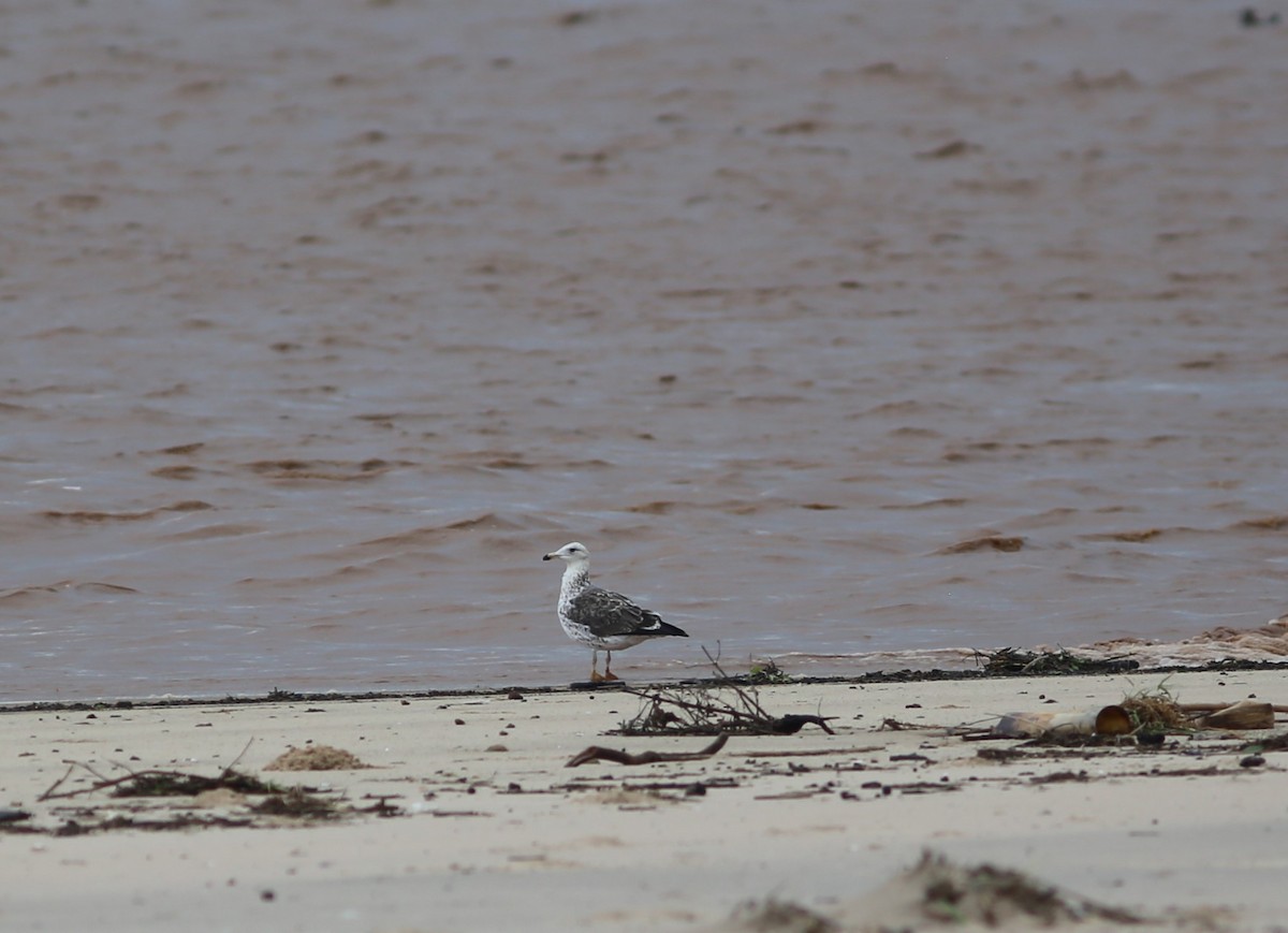 Lesser Black-backed Gull - ML574930711