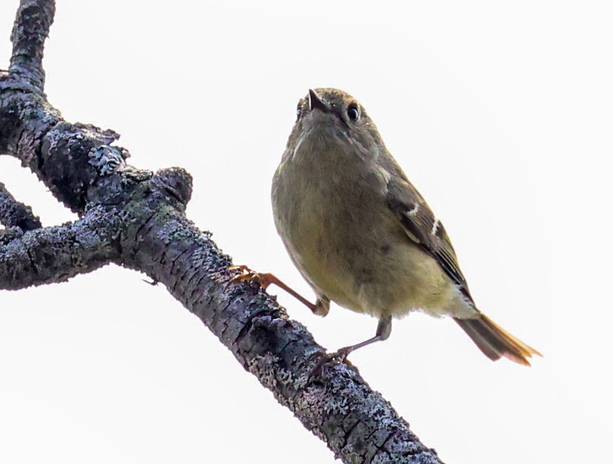 Ruby-crowned Kinglet - Ian Somerville