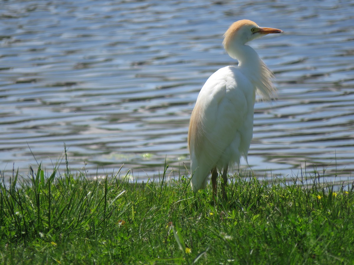 Western Cattle Egret - ML574931241