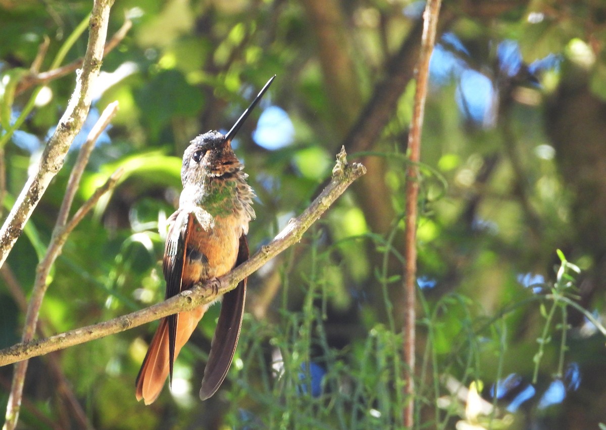 Violet-throated Starfrontlet - ML574931601