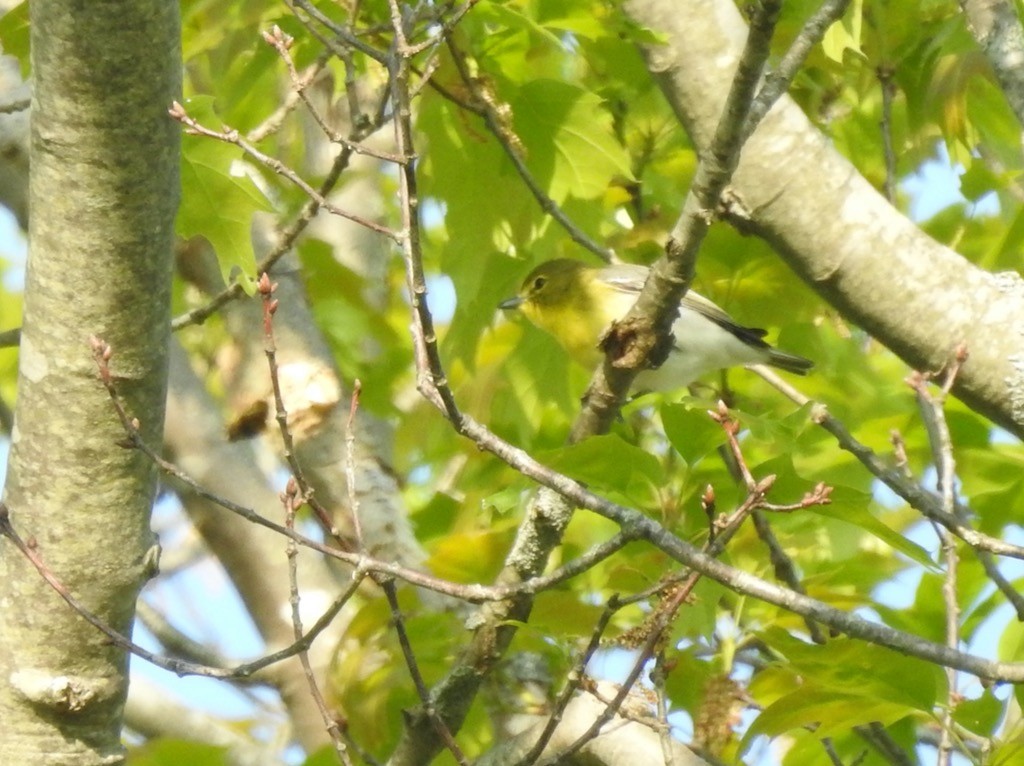 Viréo à gorge jaune - ML574931781