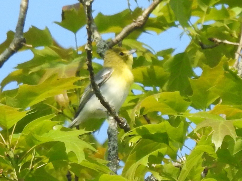 Viréo à gorge jaune - ML574931791