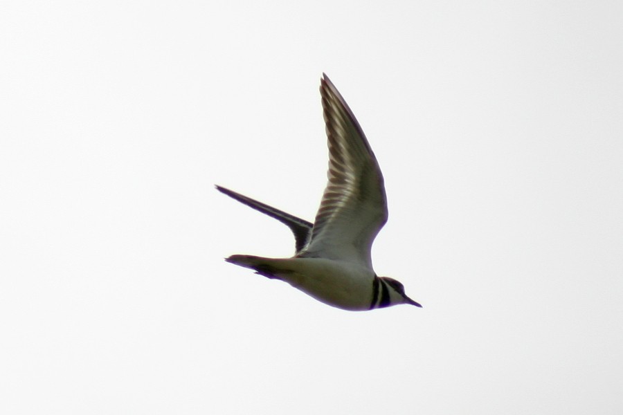 Killdeer - ML57493221